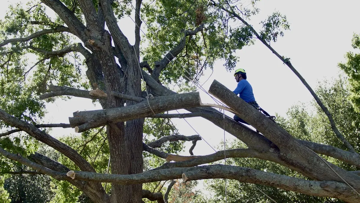 Professional Crown Thinning performed by certified arborists in Duchesne